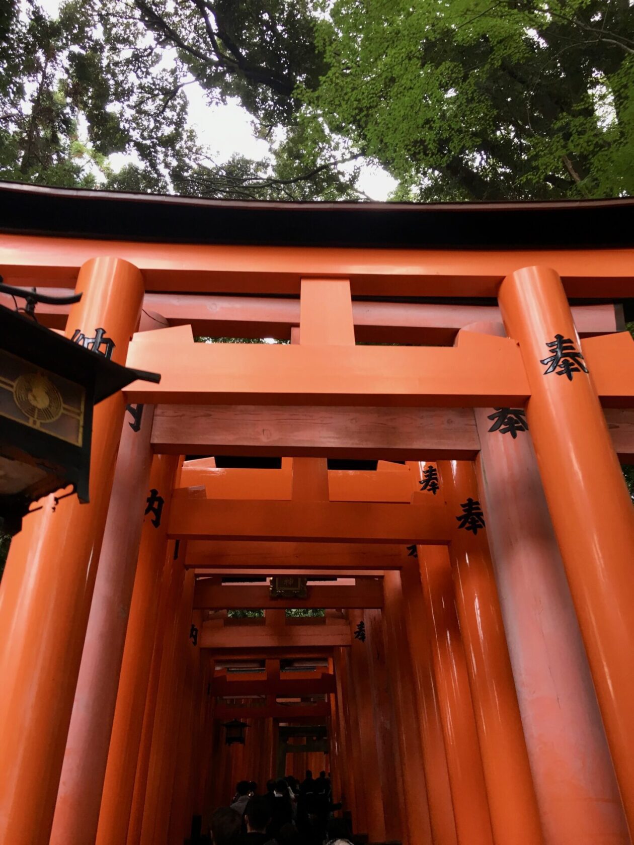 kyoto red torii