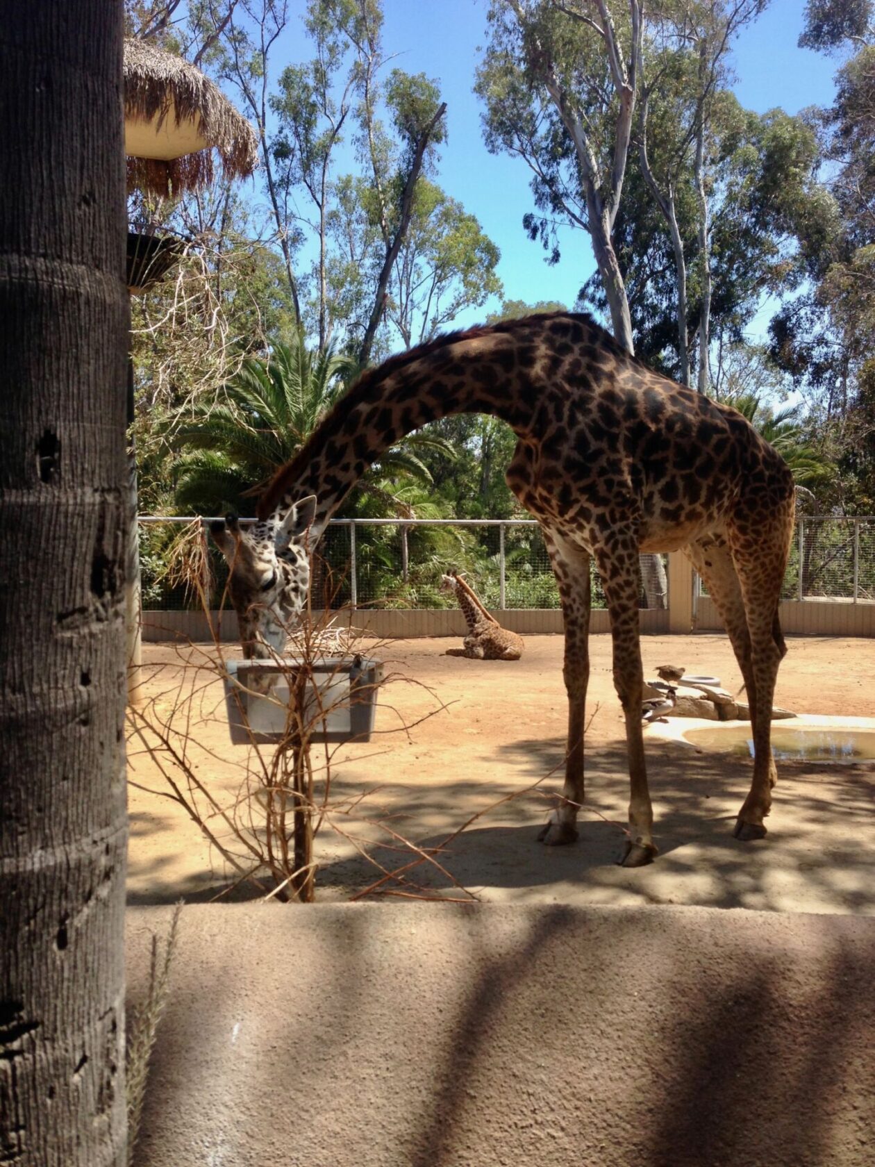 san diego zoo giraffe