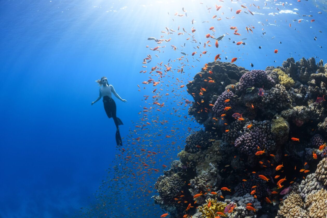 hawaii fish snorkeling coral reef